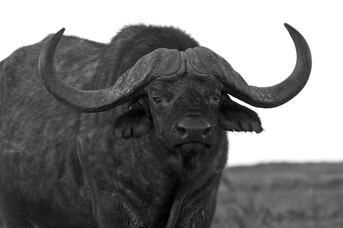 Addo Elephant Full Day Safari With a Traditional South African Braai (Bbq) Lunch - Group Size and Confirmation