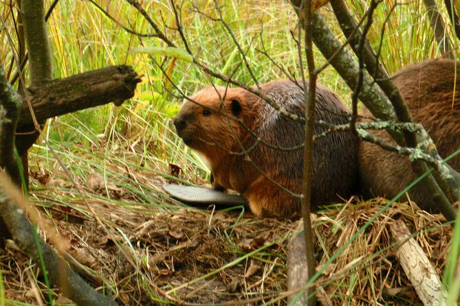 Algonquin Park 4-Day Luxury Moose/Beaver/Turtle Camping & Canoeing Adventure - Cliff Diving Adrenaline Thrill