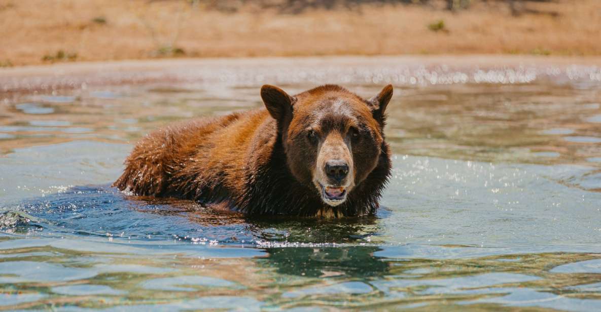 Alpine: Lions Tigers & Bears Sanctuary Visit and Tour - Restrictions