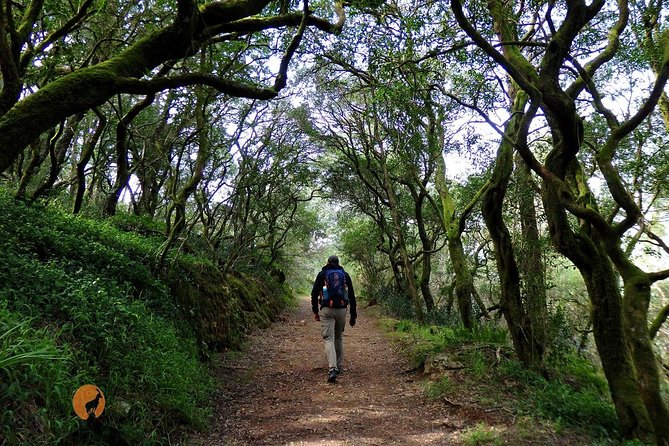 An Adventure Through the Forest and Palace of Bussaco - Coimbra - Traveler Reviews and Ratings