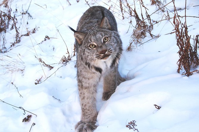 Arctic Day: Yukon Wildlife & Hot Springs Tour | Half Day - Participant Age and Accessibility