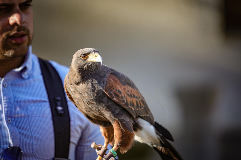 Armação De Pêra/Albufeira: Hawk Walk With a Harris Hawk - Booking Information