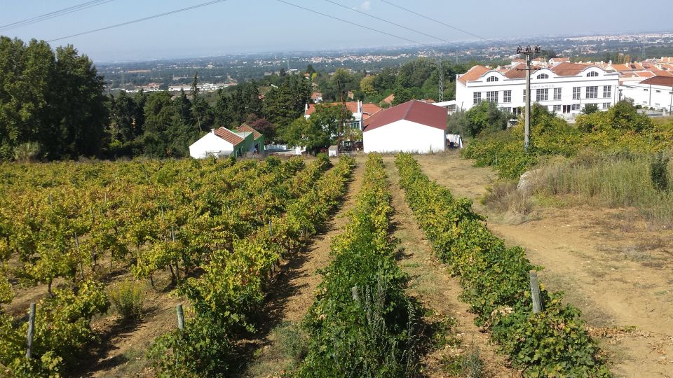 Arrábida and Sintra: Full-Day Private Wine Tour - Important Tour Information