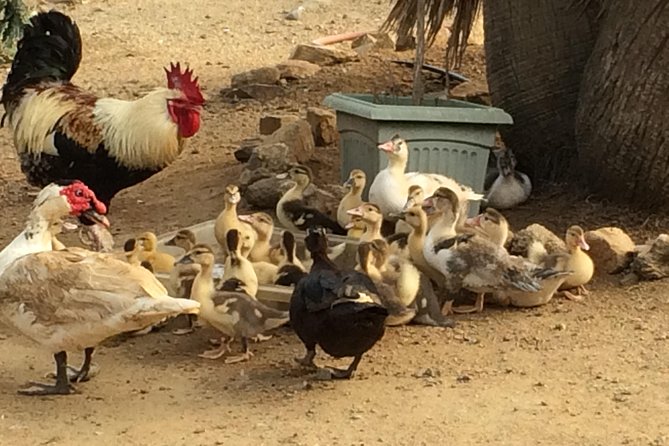 Aruba Ostrich Farm Tour With Lunch - Mating and Rearing Habits