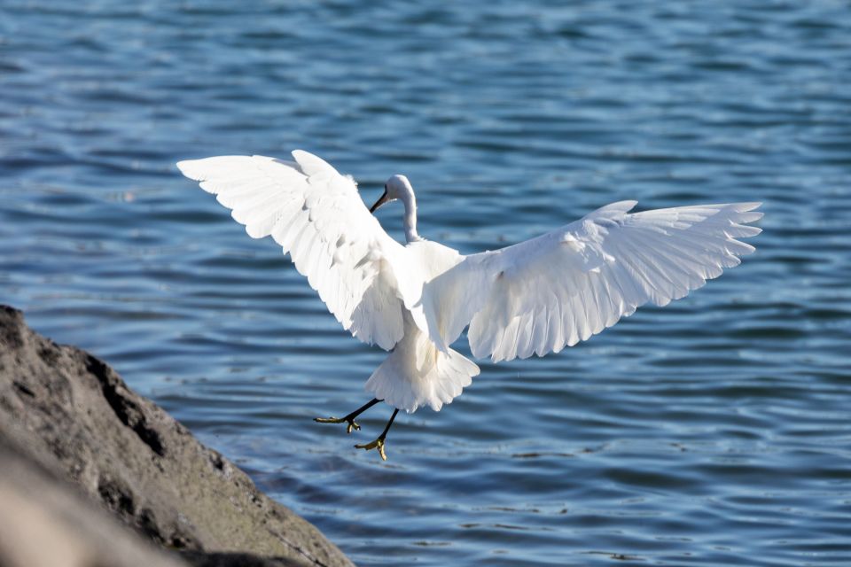 Azores Marine Birdwatching Expedition - Included Amenities