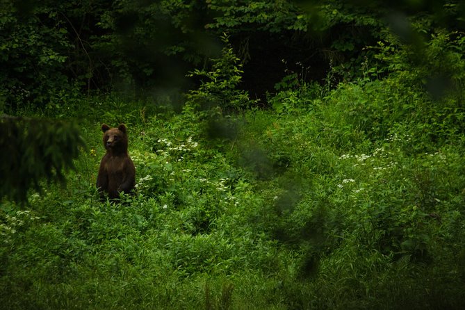 Bear Watching Experience Near Brasov - Bear Biology and Behavior