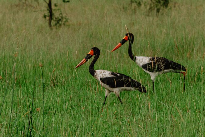 Big 5 Safari Day Trip - Important Information