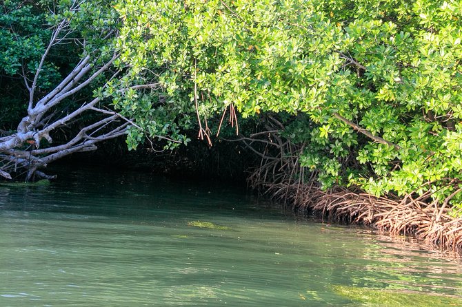 Bioluminescent Bay Night Kayaking, Laguna Grande, Fajardo - Accessibility and Medical Considerations