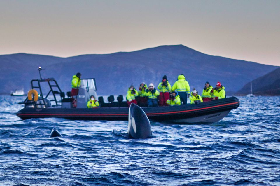 Bleik: Whale Watching by Speedboat With Puffins and Muffins - Meeting at Bleik Marina