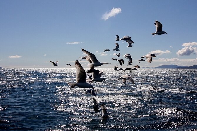 Boat Tour of Dingle Peninsula - Local History and Wildlife