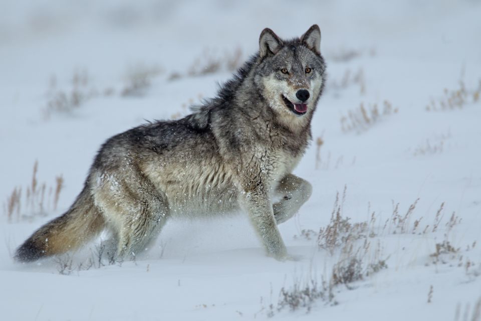 Bozeman: Yellowstone Wolves and Winter 4Day/3Night Adventure - Accommodation and Meals