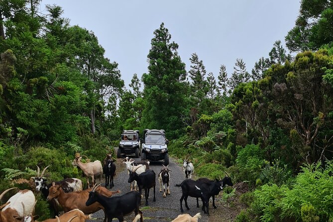 BUGGY TOUR - West / Center of the Island (Off-Road) - Reviews