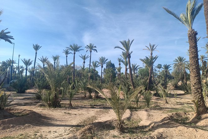 Camel Ride at Sunset in Marrakech Palm Grove - Experiencing the Camel Ride