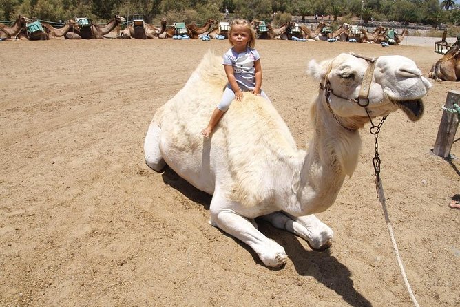 Camel Riding in Maspalomas Dunes - Cancellation and Refund Policy