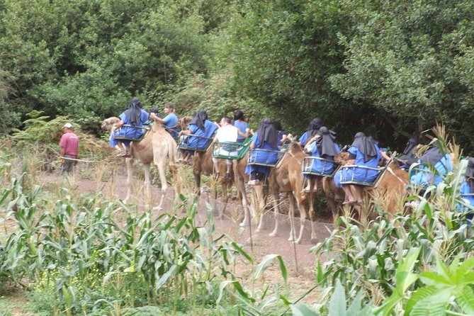 Camel Riding Tour at El Tanque, Tenerife - Tour Policies and Accessibility