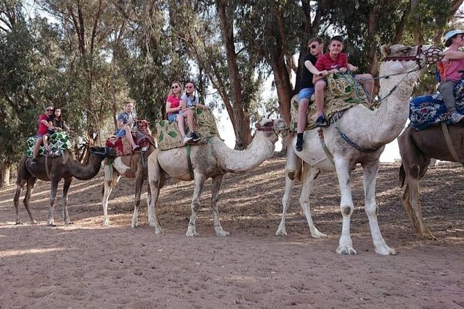 Camel Riding - Booking Information