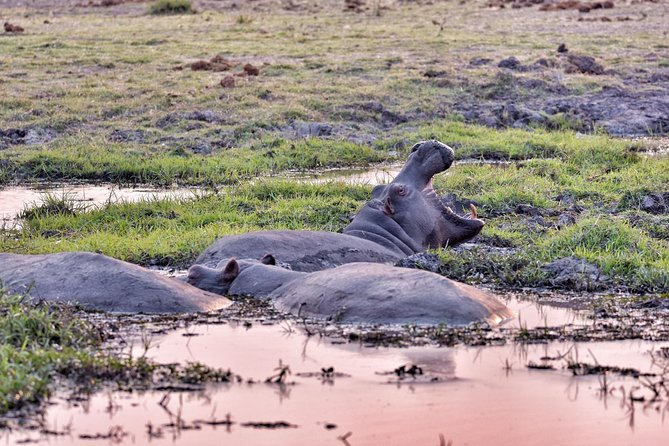 Chobe 3hr Sunset Boat Cruise - Pickup and Return