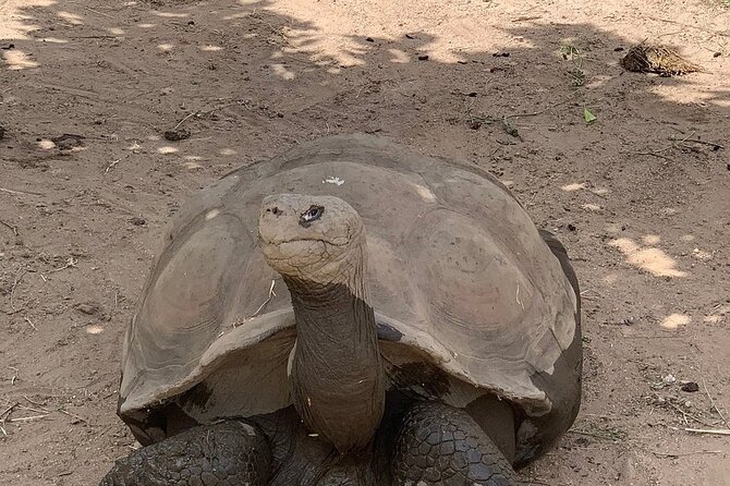 Corsica A Cupulatta Turtle Park Skip the Line Admission Ticket - Ticket Information and Policies