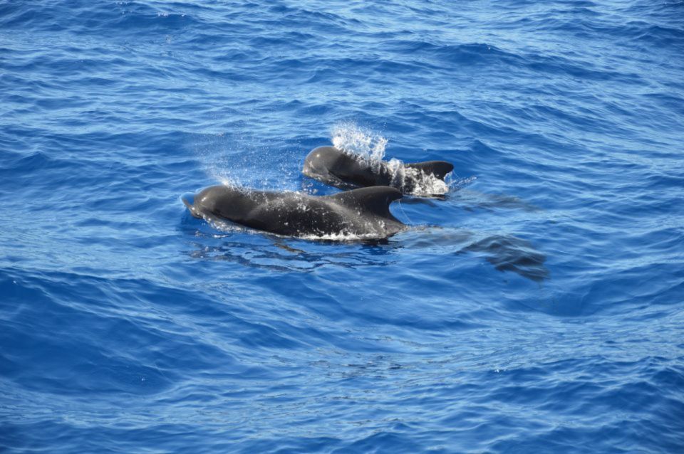 Costa Adeje: Private Whale and Dolphin Watching Tour - Itinerary and Route