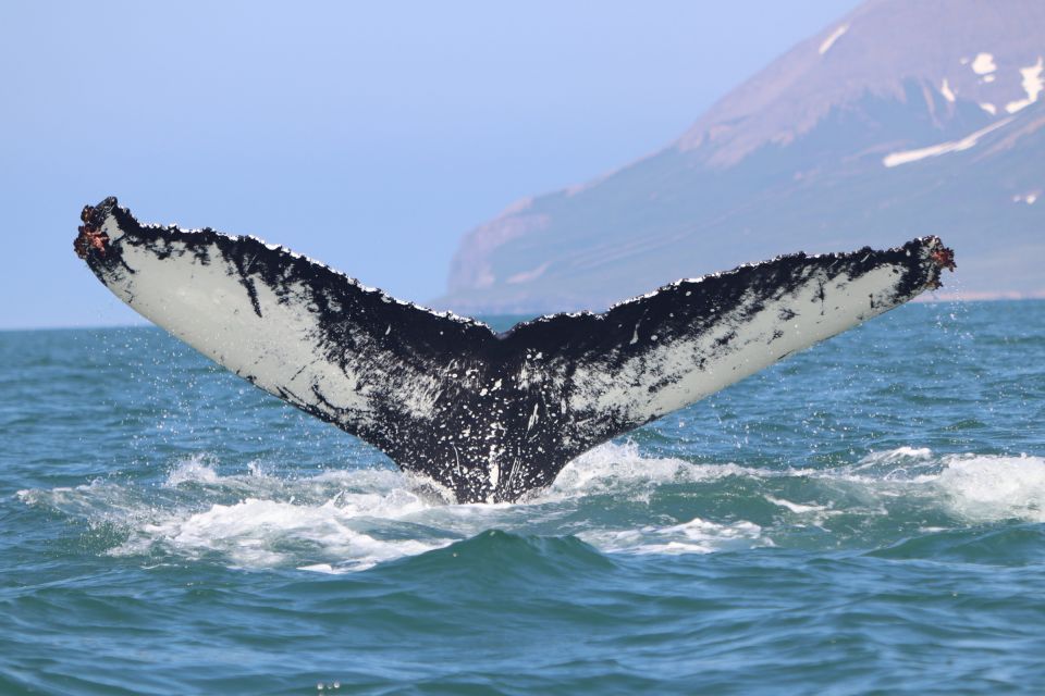 Dalvík: Whale Watching Speedboat Tour - Restrictions