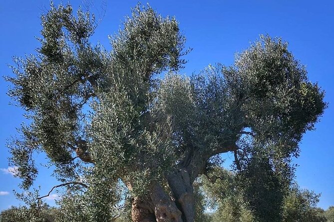 Day Tour of Bari, Alberobello, Matera - Optional Extras