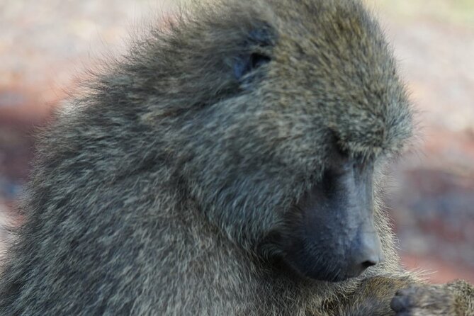 Day Tour To Lake Nakuru Park With Optional Boat Ride on Lake Naivasha - Included in Tour