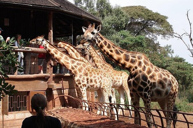 Day Tour to Nairobi National Park and Giraffe Center - Schedule and Availability