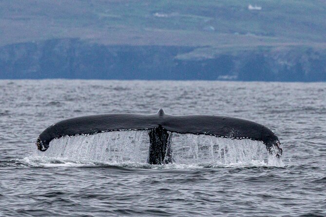 Dingle Boat Tours Wildlife RIB Adventure - Weather and Booking Conditions