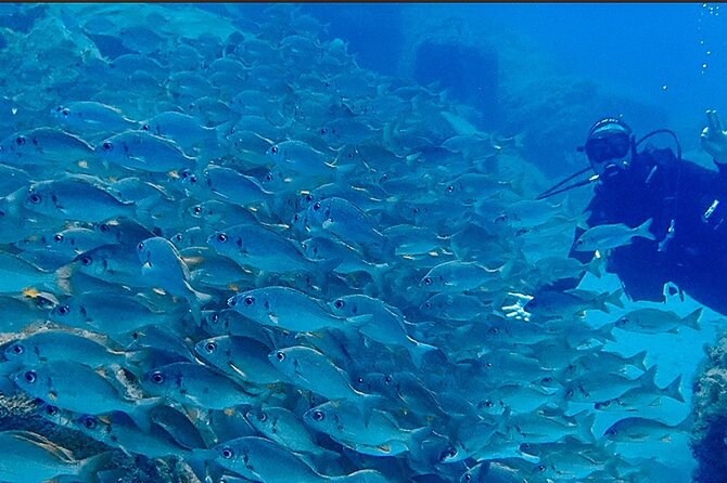 Discover Scuba Diving, Tenerife. Photos and Videos Included - Accessibility and Health Considerations