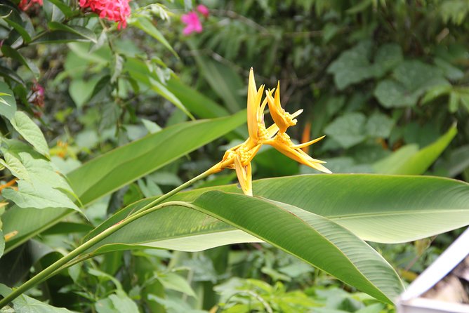 Discovery Day 4x4 Ride - Northern Circuit of Martinique - Discovering Creole Gardens