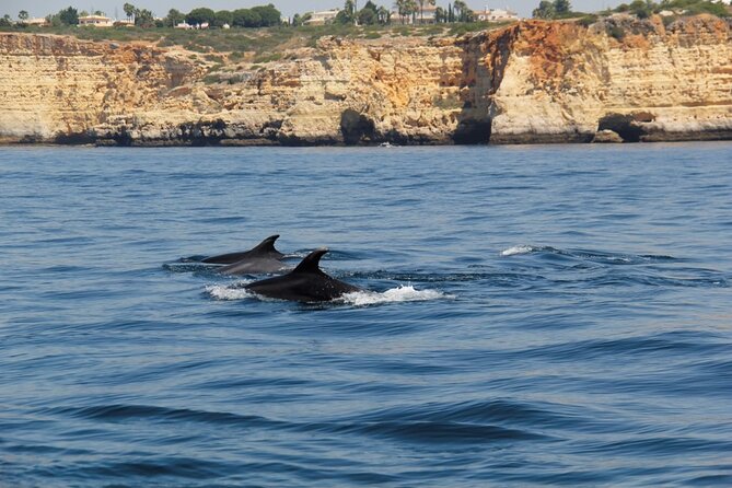 Dolphin and Whale Watching in Lagos - Accessibility and Traveler Considerations