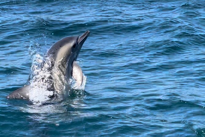 Dolphin Watching and Boat Tour in Sesimbra - Cancellation Policy Details