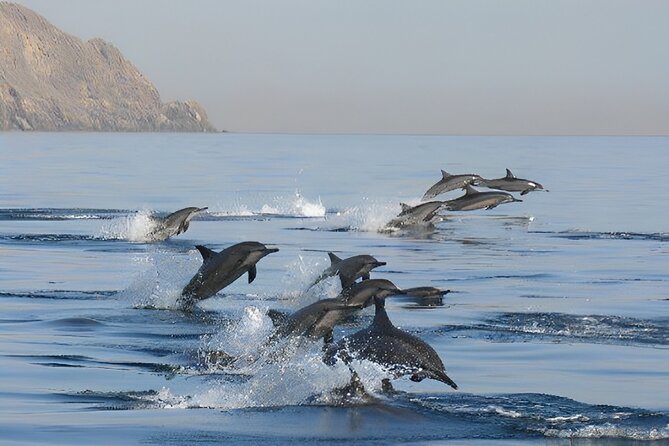 Dolphin Watching and Snorkeling Activity in Muscat - Accessibility Information