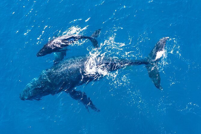 Dolphin Watching Half-Day Cruise From Lagos - Whats Not Included in the Tour