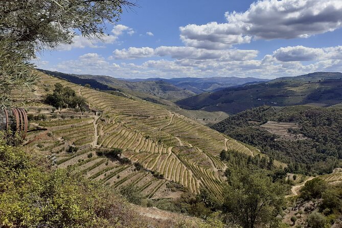 Douro Valley Small-Group Tour: 2 Wineries, Lunch, Optional Cruise - Winery and Wine Tasting