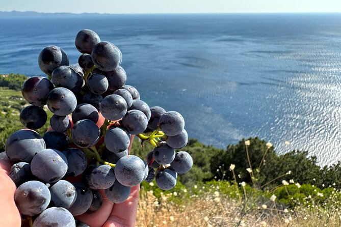 Dubrovnik Private Wine Tasting Tour To Peljesac - Tour Inclusions and Exclusions