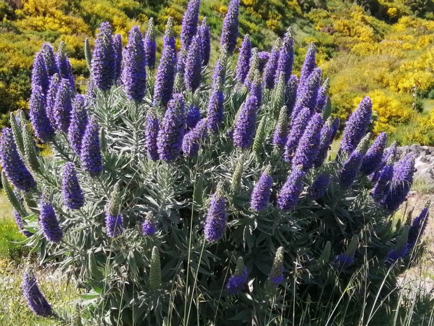 EAST Madeira:,Peaks, Forest Walk,Thatched Roofs, Rum Factory - Pico Arieiro - Breathtaking Alpine Views