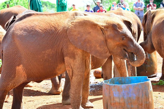 Elephant Orphanage & Giraffe Centre Tour - Additional Activity Option