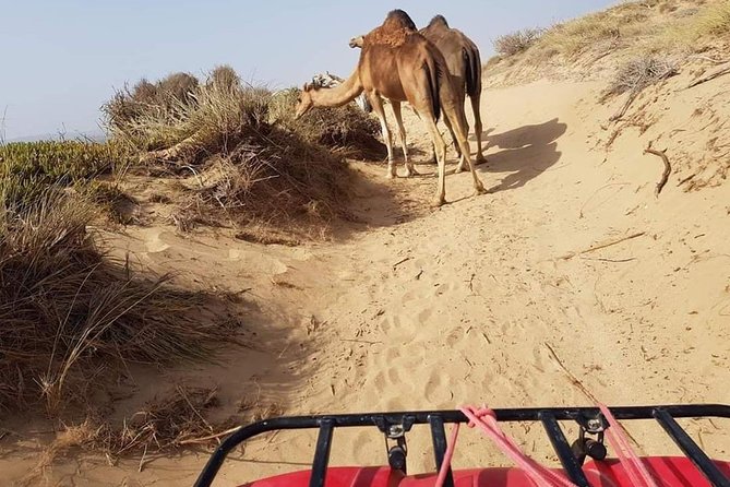 Essaouira: 2h/Quad+1h/Dromedary Ride Free Transfer - Refreshments