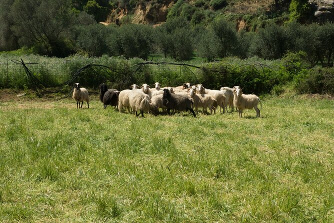 Explore the Real Crete - Kotsifou Canyon and Kourtaliotiko Gorge