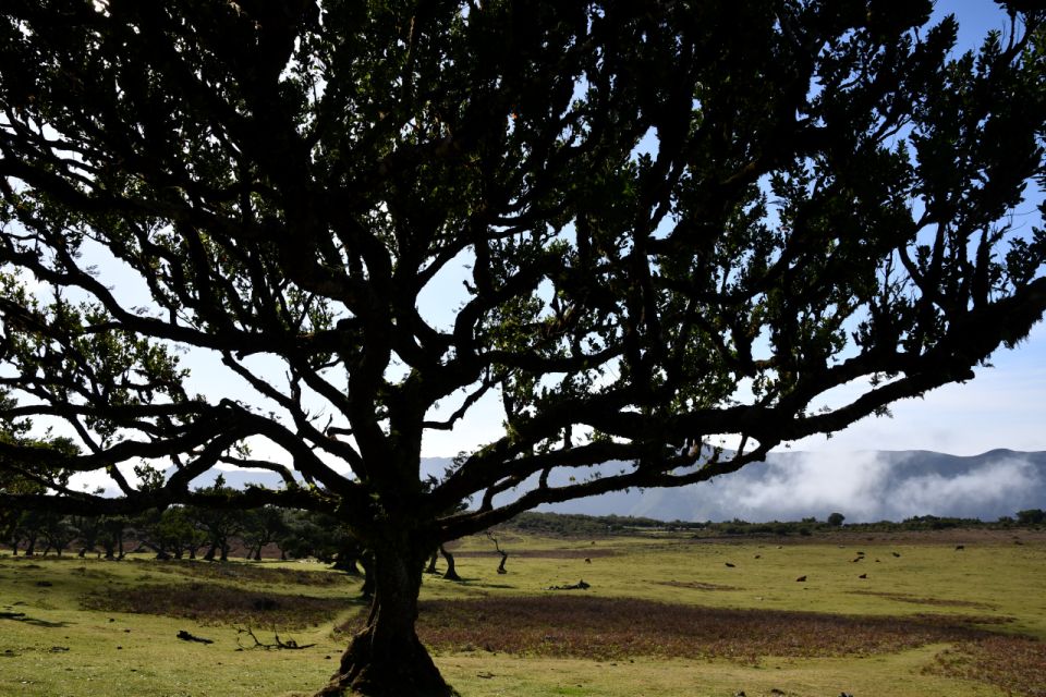 Final Tour by Overland Madeira - Unique Flora and Fauna