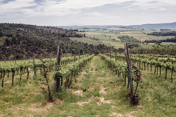 Florence to Tuscany: Chianti, Siena, San Gimignano & Wine +Lunch - Chianti: Gourmet Paradise