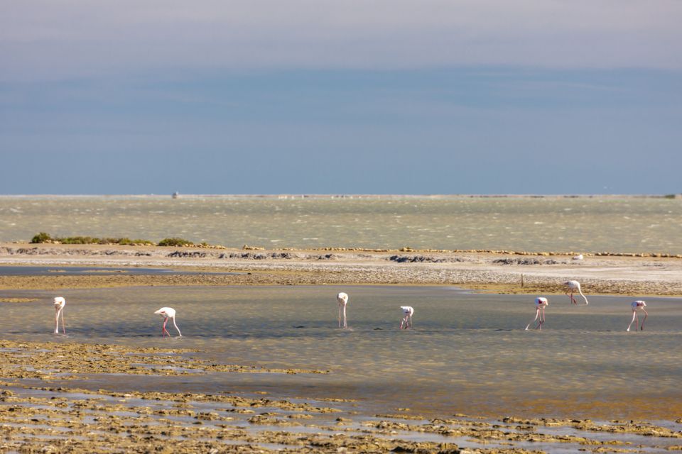 From Arles: Half-Day 4x4 Camargue Safari - What to Expect on the Safari