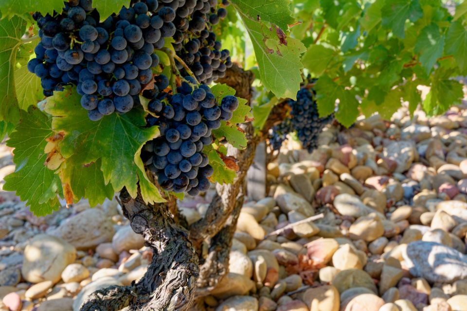 From Avignon: Afternoon Prestige Châteauneuf-du-Pape Wine - Learn About French Terroir