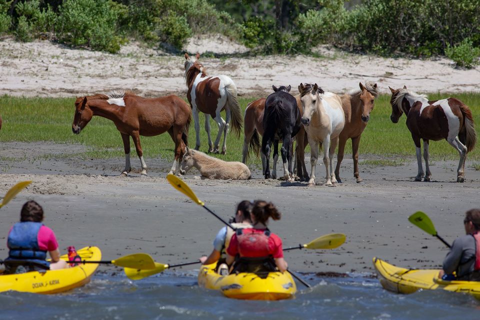 From Chincoteague: Guided Kayak Tour to Assateague Island - Kayak Tour Meeting Point