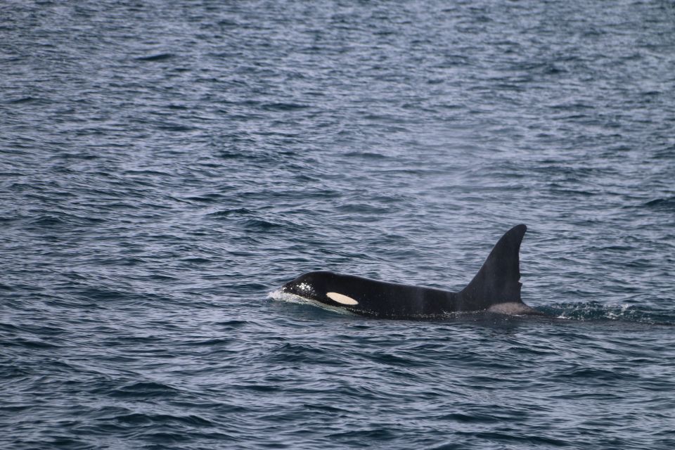 From Dalvik: Arctic Whale Watching in Northern Iceland - Explore Eyjafjordur and Tröllaskagi