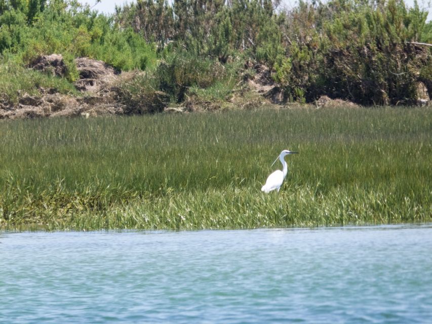 From Faro: 2-Hour Guided Bird Watching Boat Trip - Meeting Point and Preparation