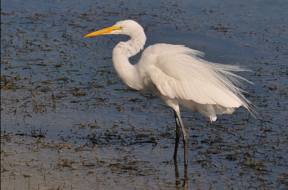 From Faro: Private Tour in Ria Formosa - Praia Da Ilha Deserta