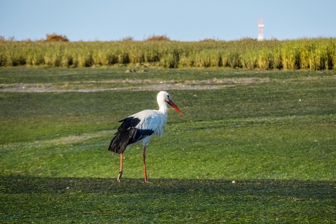 From Faro: Ria Formosa Eco Tour Guided by Marine Biologist - Included in the Tour