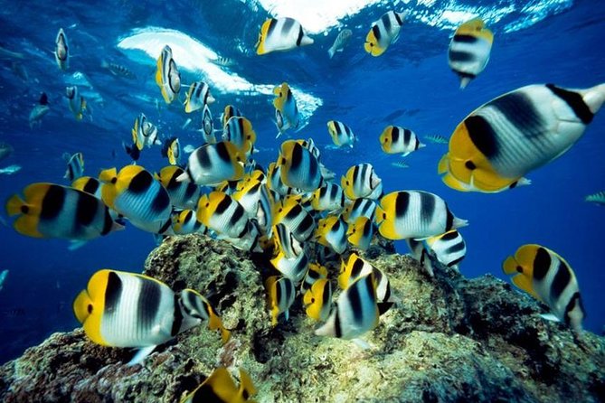 From Hurghada: Orange Bay Snorkeling Trip With Lunch - Pickup Details for the Tour